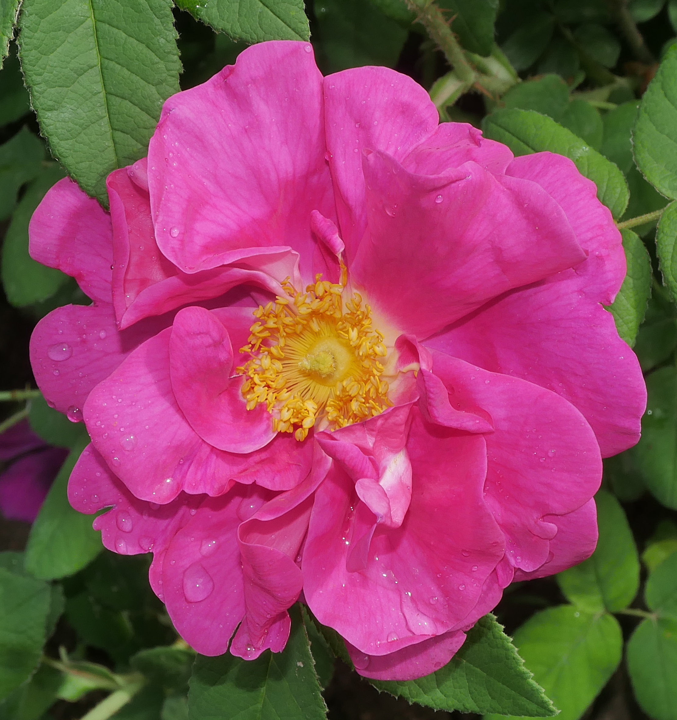 Rosa gallica