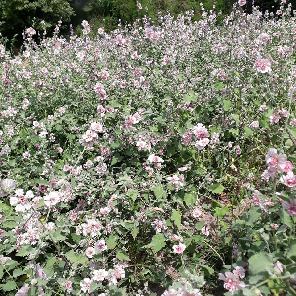 Ornamental Plant Breeding in Budatétény Institute of Landscape