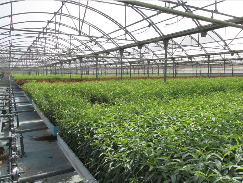 Propagation Biology of Plants (3DD02NAK10M) Institute of Landscape